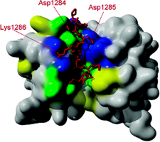 Dlc Myosin