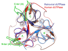 Duptase Human Retr